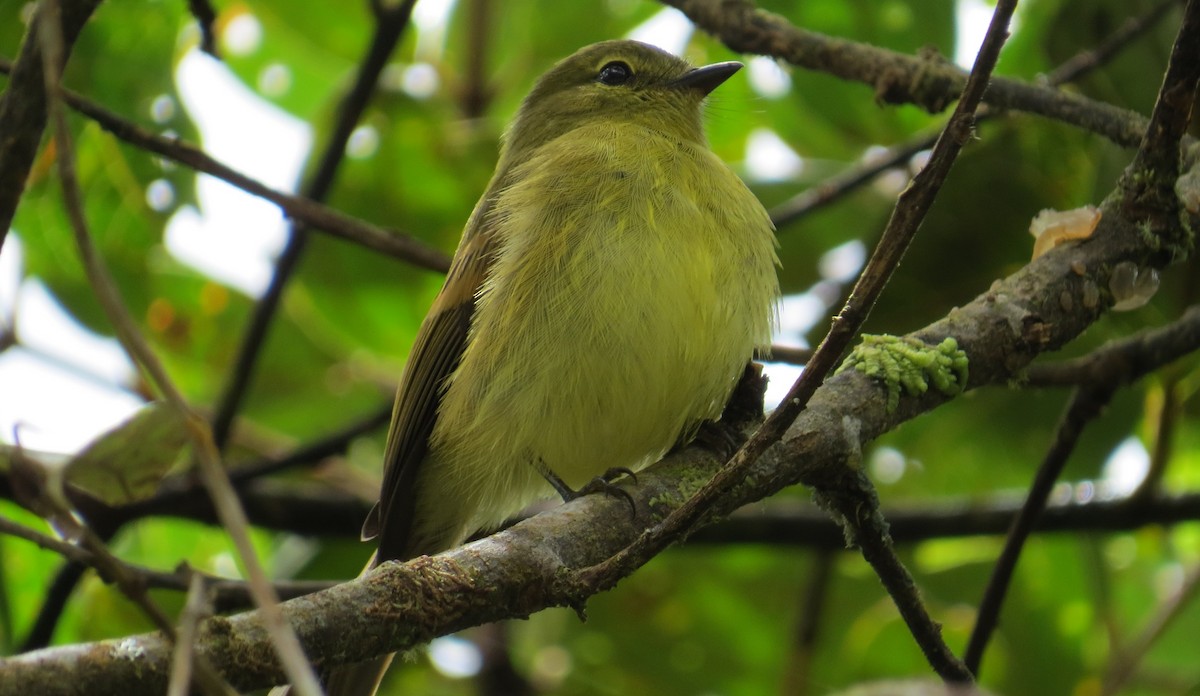 Flavescent Flycatcher - Nick Bayly (SELVA)