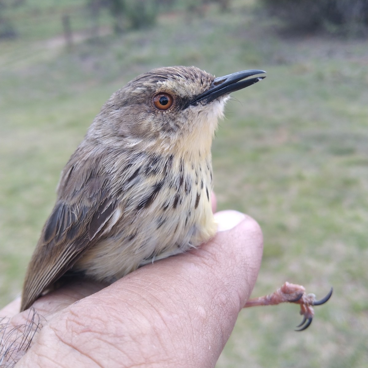 Karoo Prinia - Dawie de Swardt