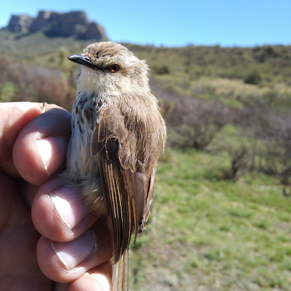 Karoo Prinia - Dawie de Swardt