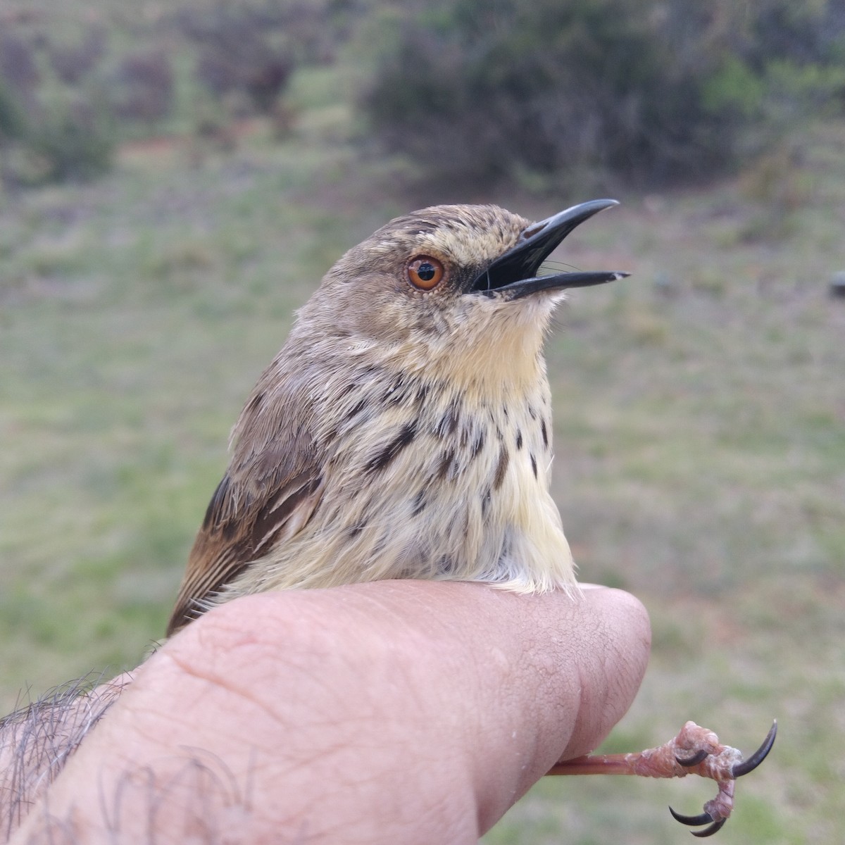 Karoo Prinia - Dawie de Swardt