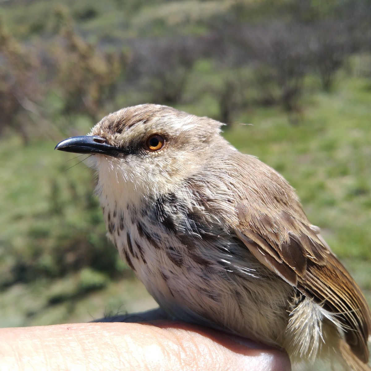 Karoo Prinia - Dawie de Swardt