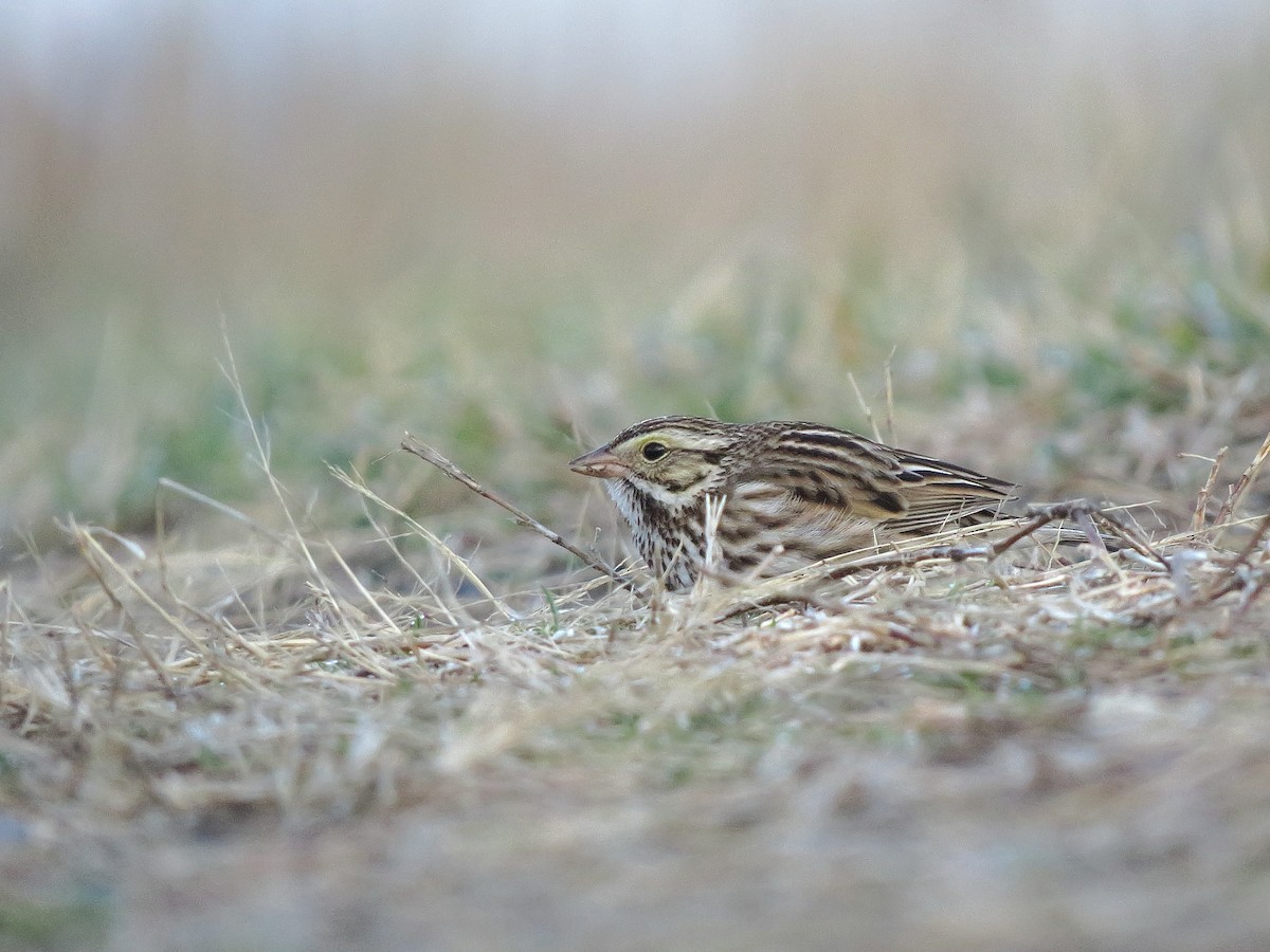 Savannah Sparrow - Ian Teaell