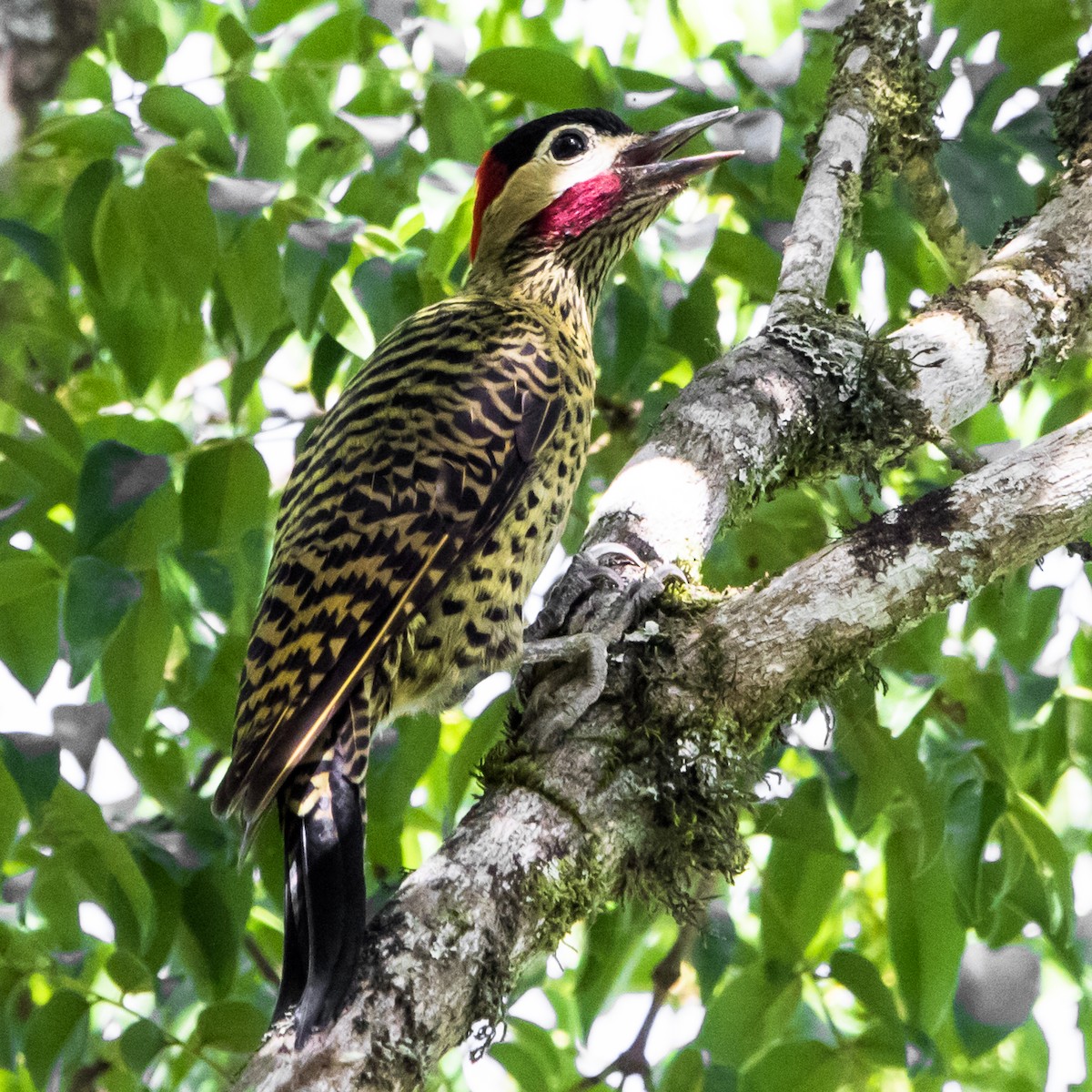 Green-barred Woodpecker - Luiz Anjos