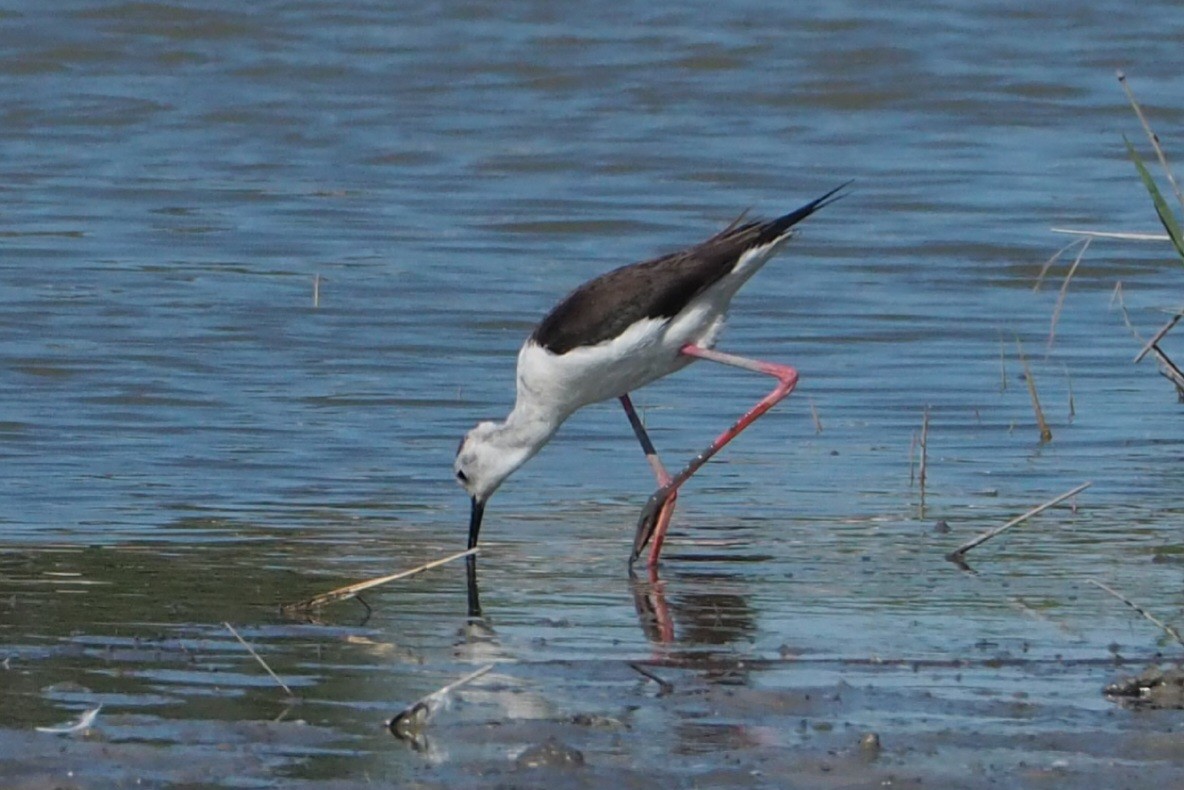 Black-winged Stilt - Wytske De Groot