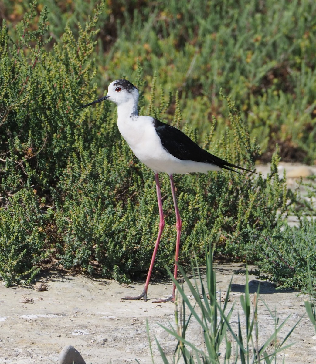 Black-winged Stilt - Wytske De Groot