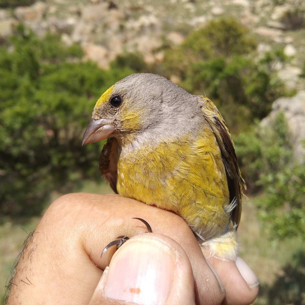 Cape Canary - Dawie de Swardt