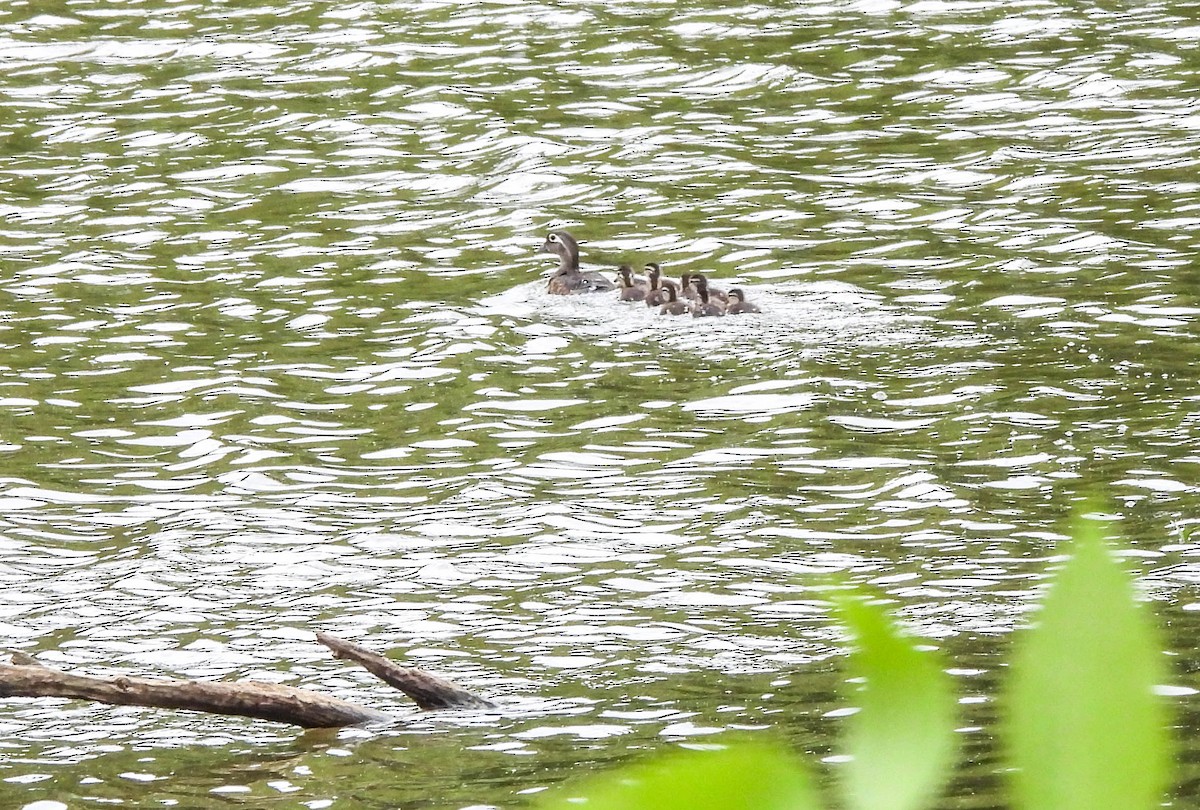 Wood Duck - ML619666045