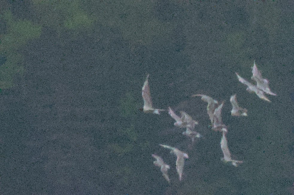 Black-headed Gull - ML619666047