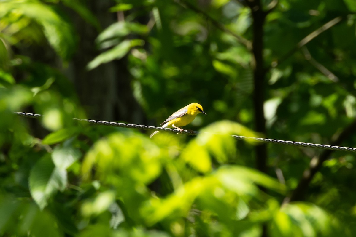 Blue-winged Warbler - ML619666054