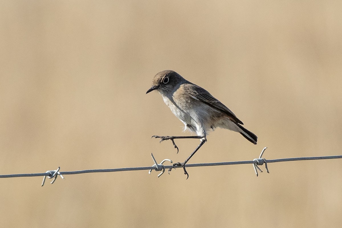 Sickle-winged Chat - ML619666055