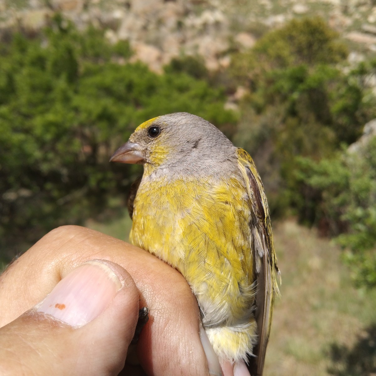 Cape Canary - Dawie de Swardt