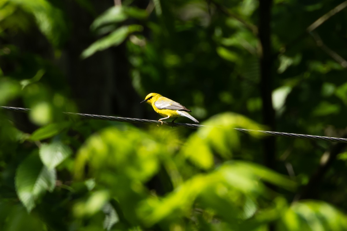 Blue-winged Warbler - ML619666061