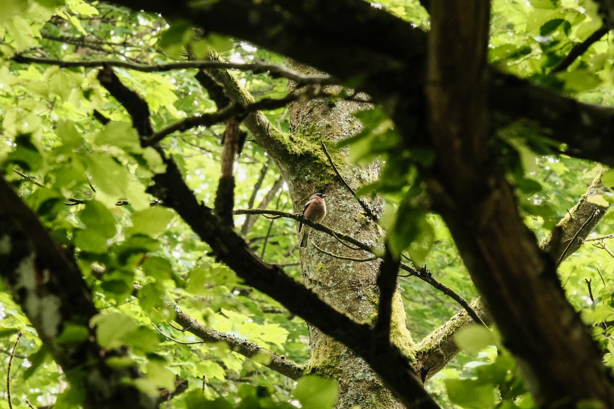 Common Chaffinch - ML619666079