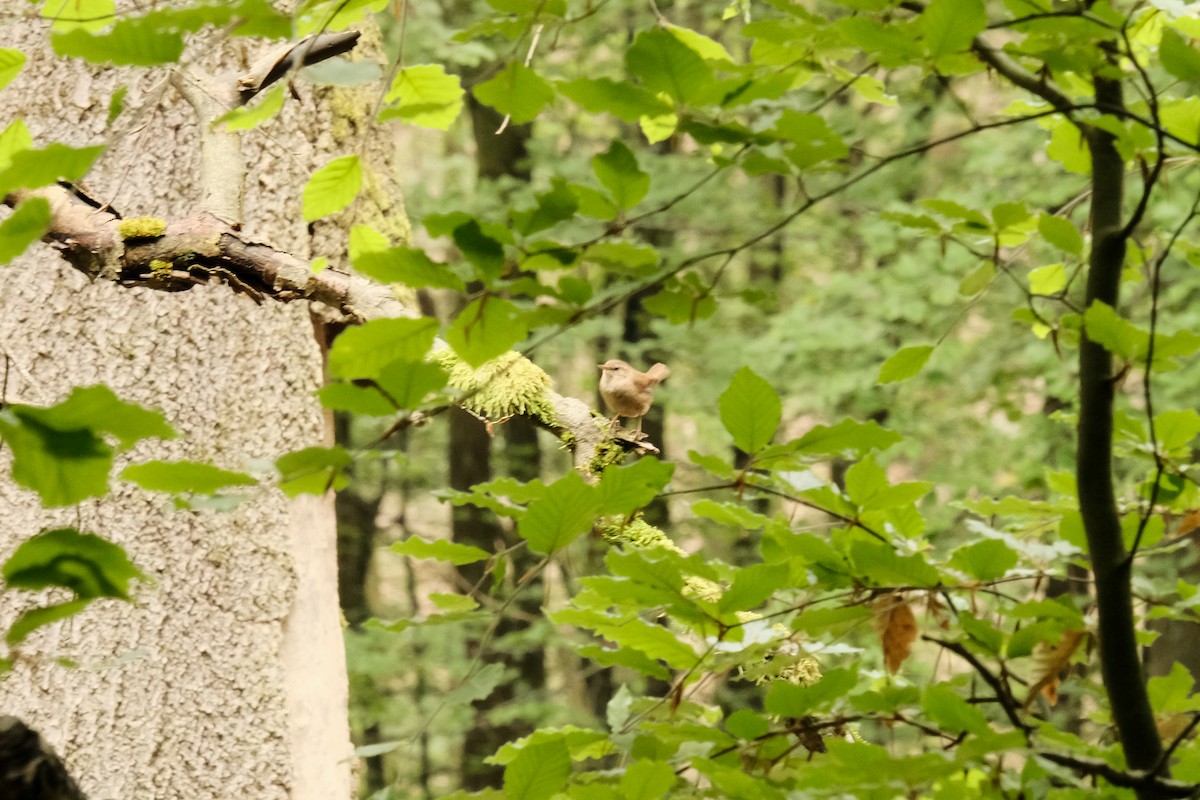 Eurasian Wren - ML619666081