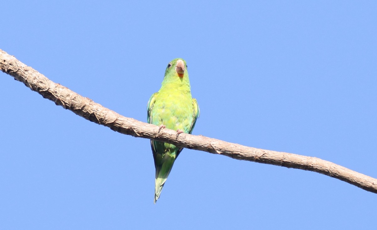 Orange-chinned Parakeet - ML619666090