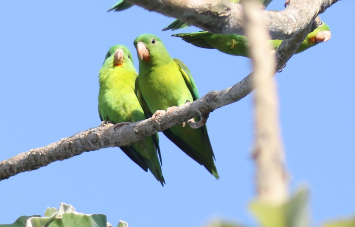 Orange-chinned Parakeet - Sea Williams