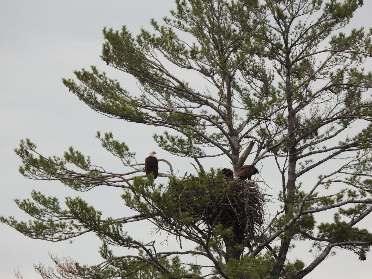 Bald Eagle - Rick/linda olson