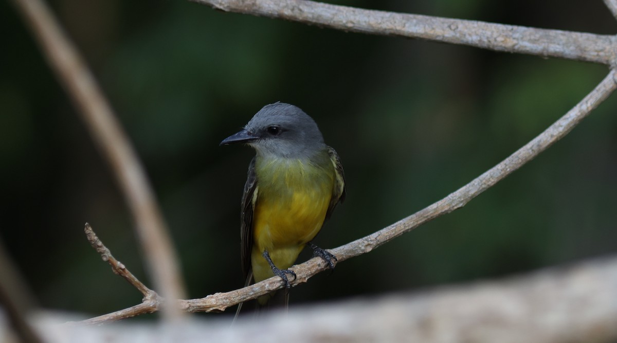 Tropical Kingbird - Sea Williams