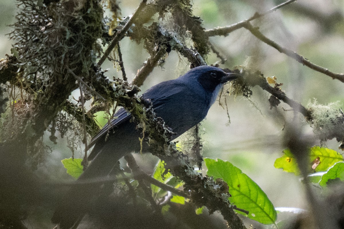 Dwarf Jay - ML619666109