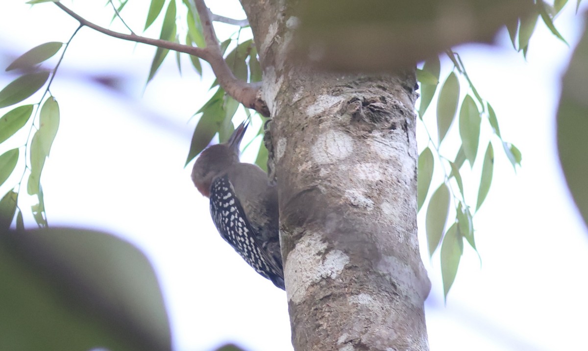 Red-crowned Woodpecker - ML619666119
