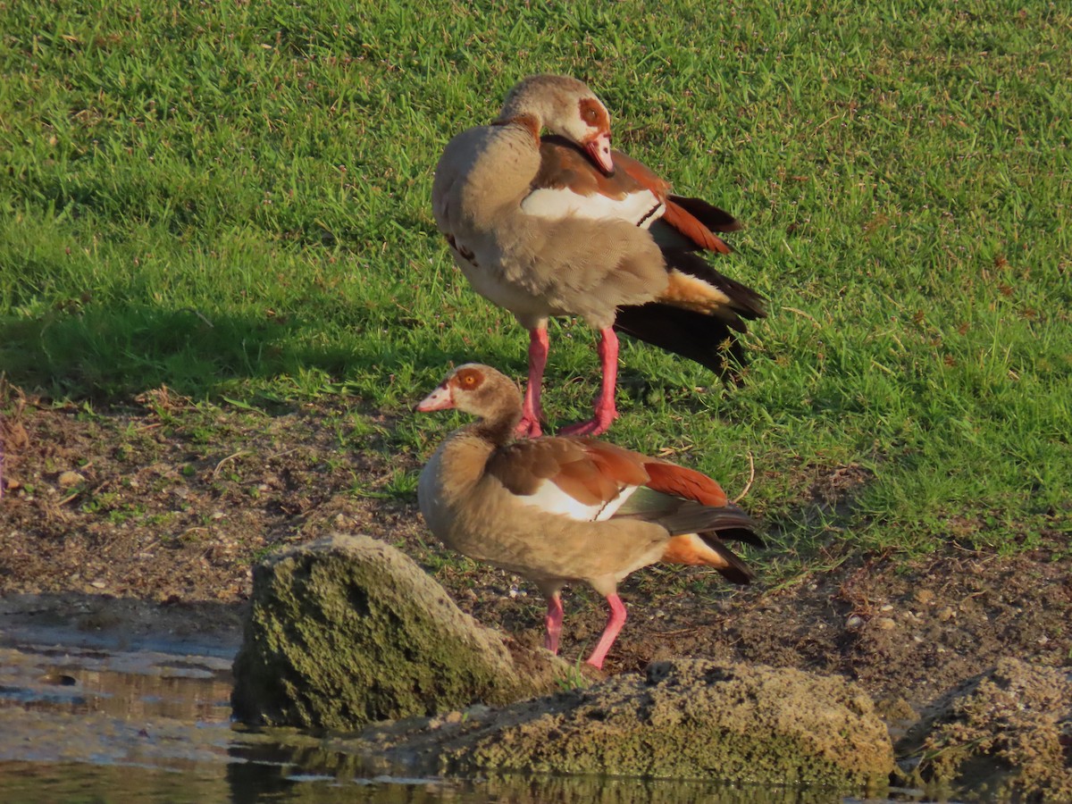 Egyptian Goose - Laurie Witkin