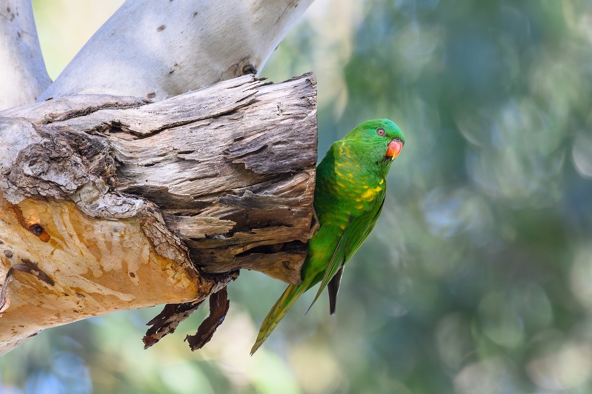 Scaly-breasted Lorikeet - ML619666123