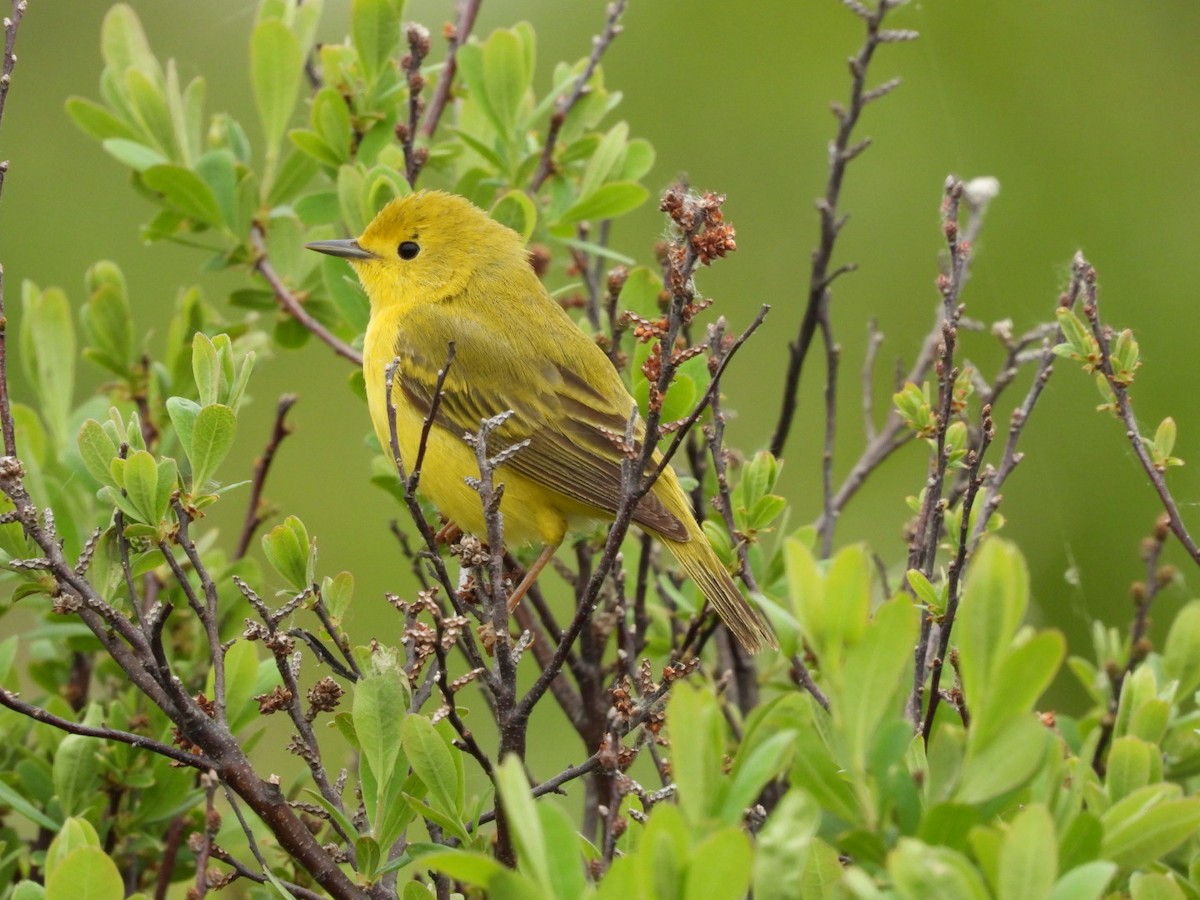 Yellow Warbler - Rick/linda olson