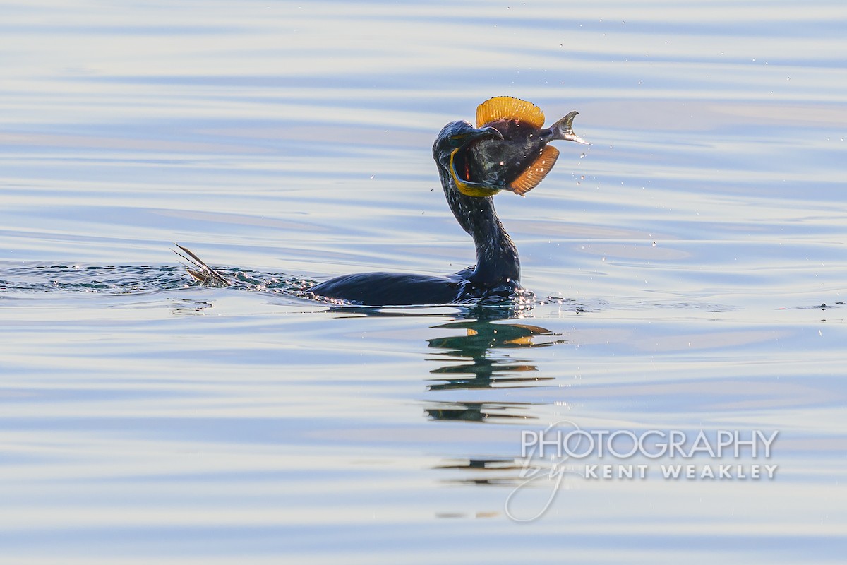 Double-crested Cormorant - Kent Weakley