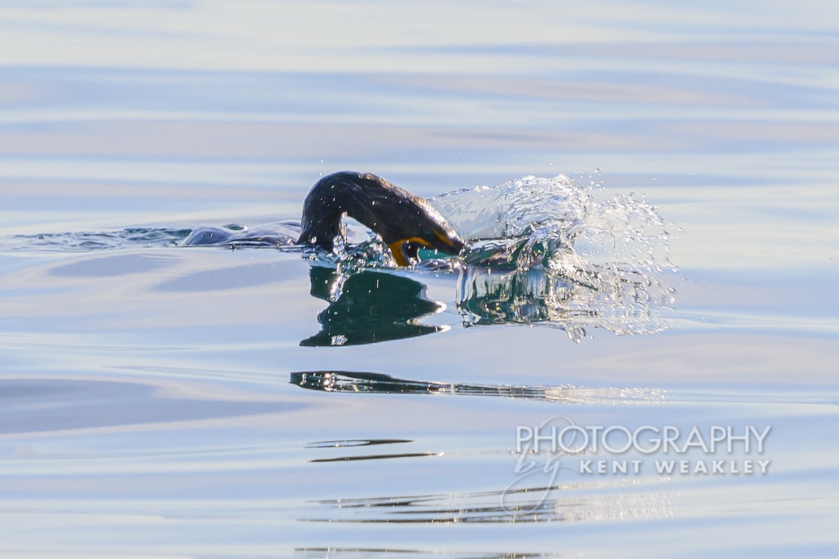 Double-crested Cormorant - Kent Weakley