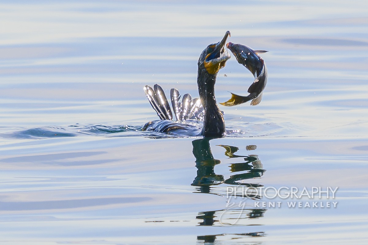 Double-crested Cormorant - Kent Weakley