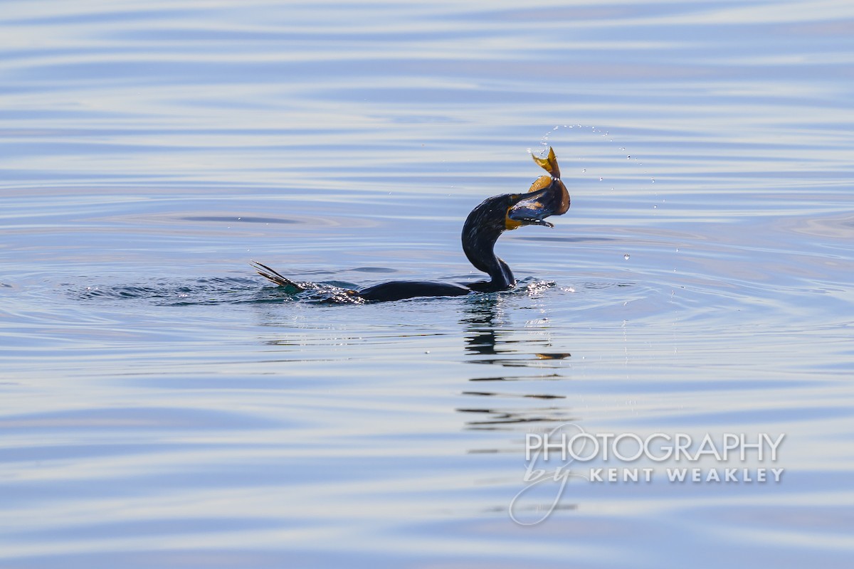 Double-crested Cormorant - Kent Weakley