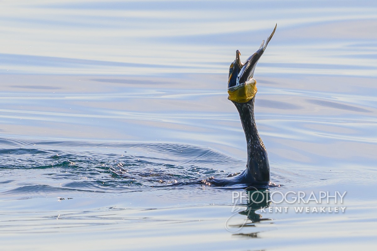 Double-crested Cormorant - Kent Weakley