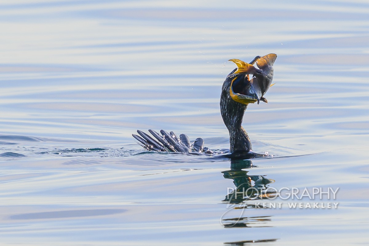 Double-crested Cormorant - Kent Weakley