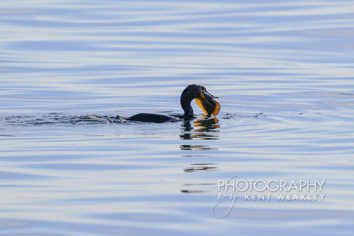 Double-crested Cormorant - Kent Weakley