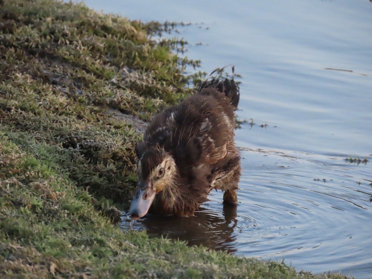 Muscovy Duck (Domestic type) - Laurie Witkin