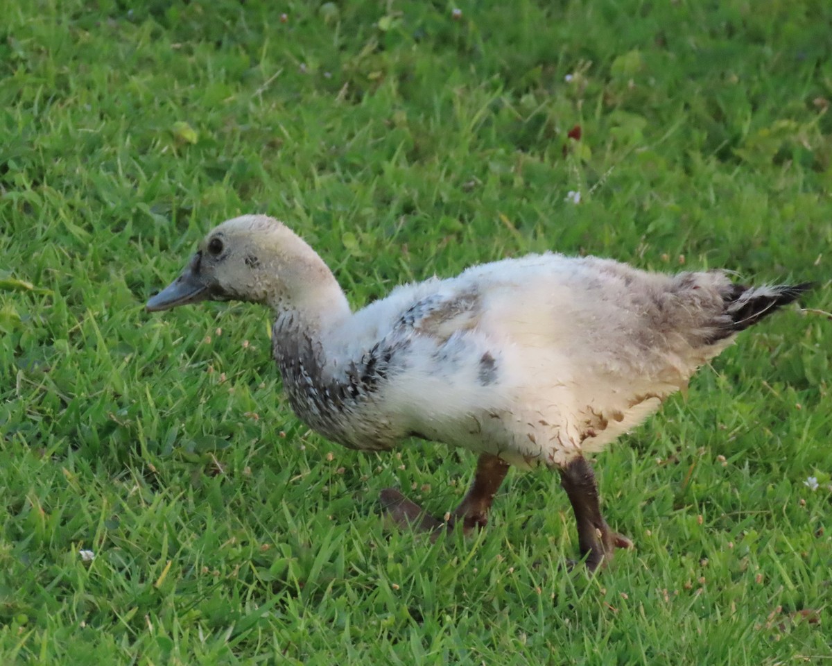 Muscovy Duck (Domestic type) - Laurie Witkin