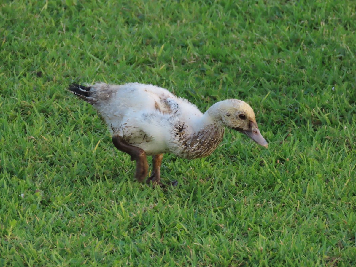 Muscovy Duck (Domestic type) - Laurie Witkin