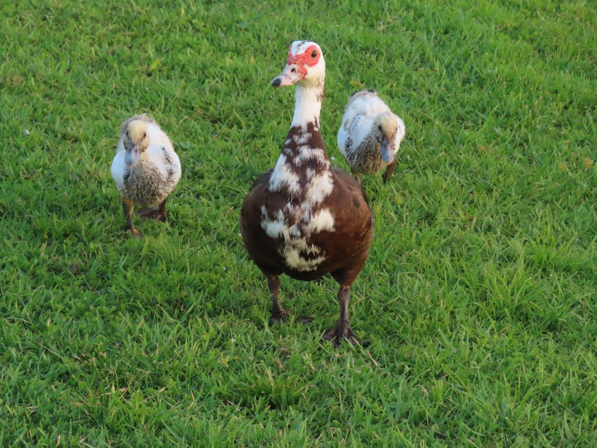 Muscovy Duck (Domestic type) - Laurie Witkin