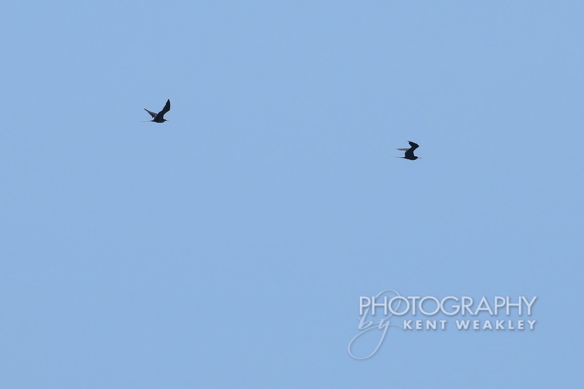 Magnificent Frigatebird - Kent Weakley