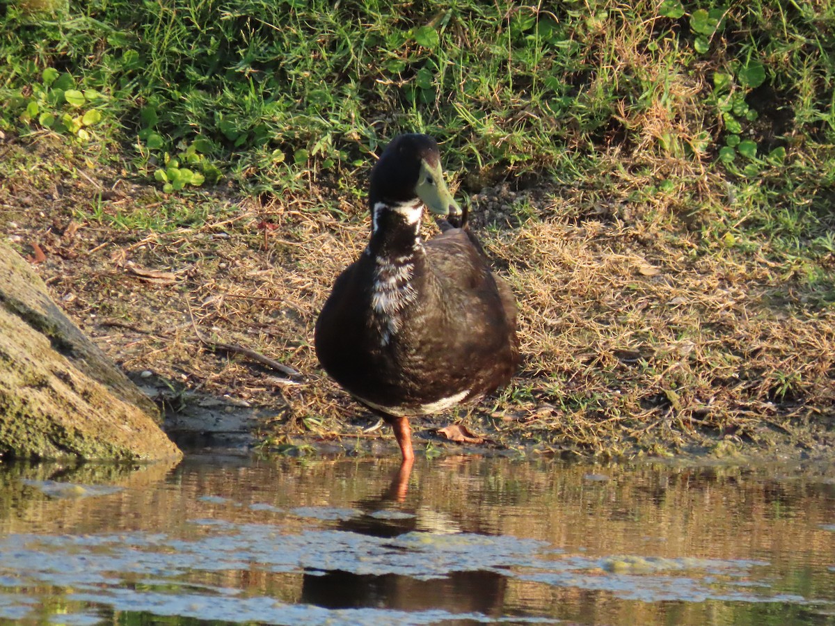 Mallard (Domestic type) - Laurie Witkin