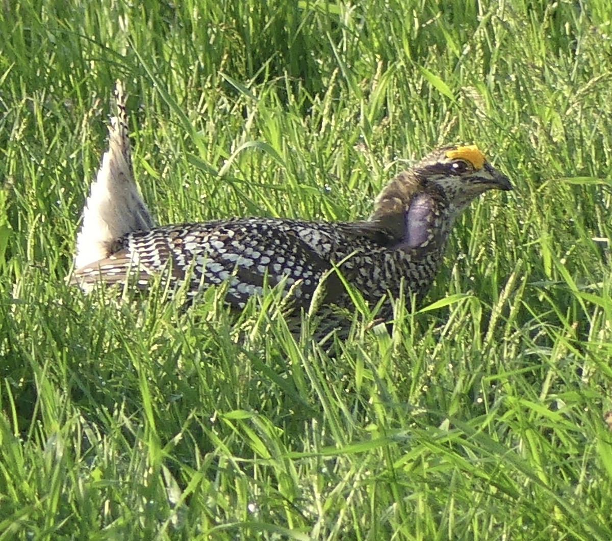 Sharp-tailed Grouse - Gaylee Dean