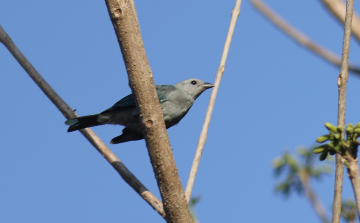 Blue-gray Tanager - ML619666186