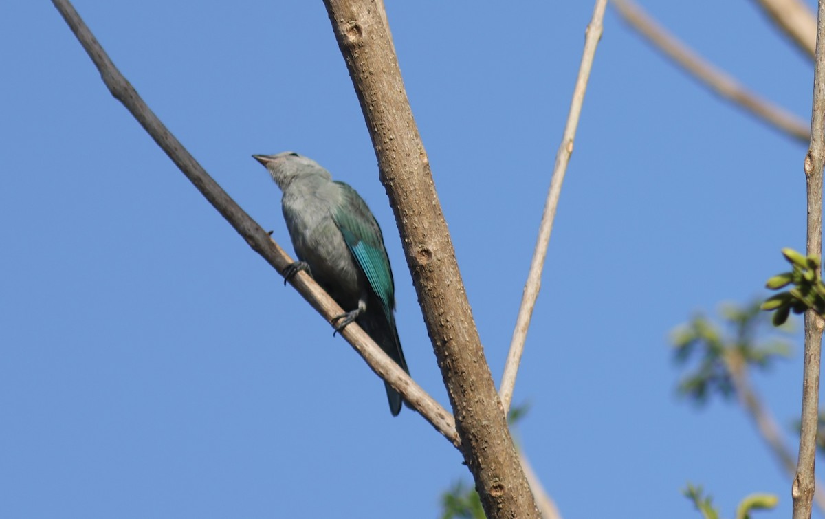 Blue-gray Tanager - ML619666187