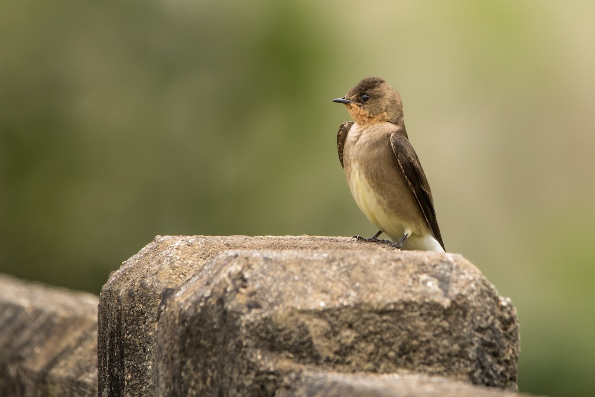 Southern Rough-winged Swallow - ML619666188