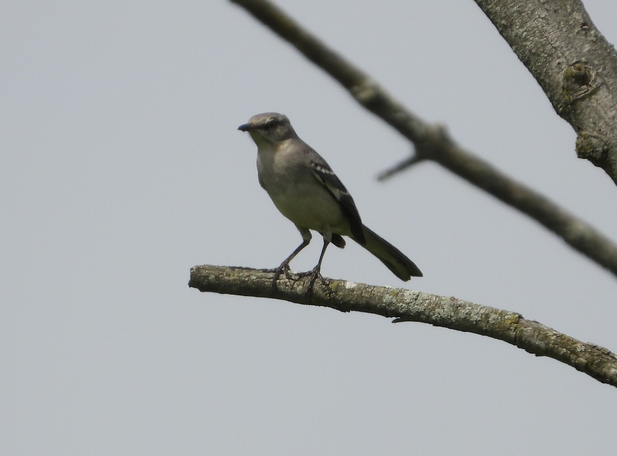 Northern Mockingbird - rita laurance