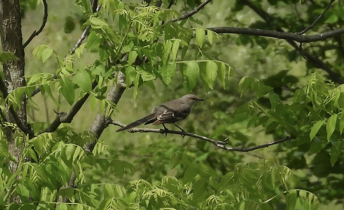 Northern Mockingbird - rita laurance