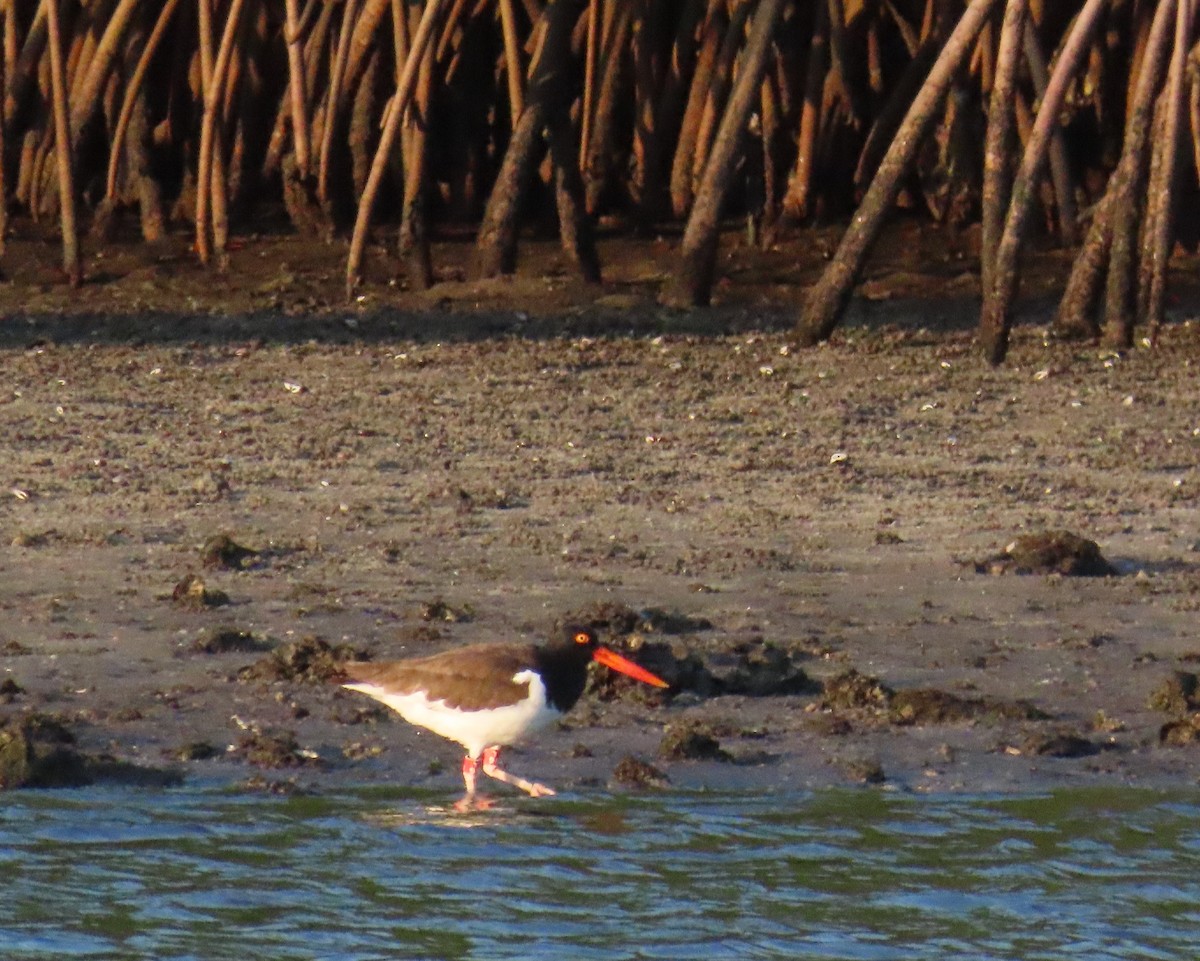 American Oystercatcher - Laurie Witkin