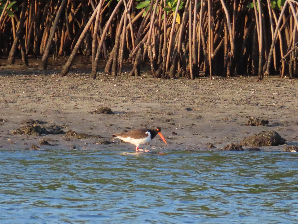 American Oystercatcher - Laurie Witkin
