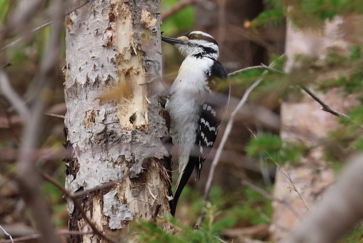 Hairy Woodpecker - Vern Bothwell