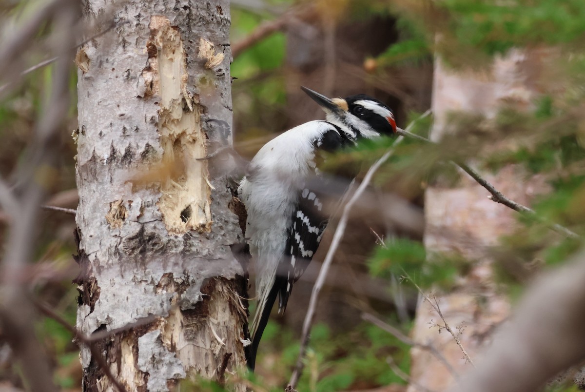 Hairy Woodpecker - Vern Bothwell
